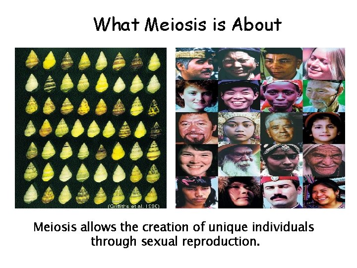 What Meiosis is About Meiosis allows the creation of unique individuals through sexual reproduction. What Meiosis is About Meiosis allows the creation of unique individuals through sexual reproduction.