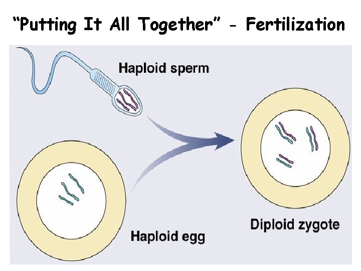 “Putting It All Together” - Fertilization “Putting It All Together” - Fertilization