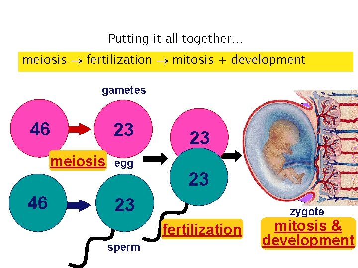 Putting it all together… meiosis fertilization mitosis + development gametes 46 meiosis 46 23 Putting it all together… meiosis fertilization mitosis + development gametes 46 meiosis 46 23