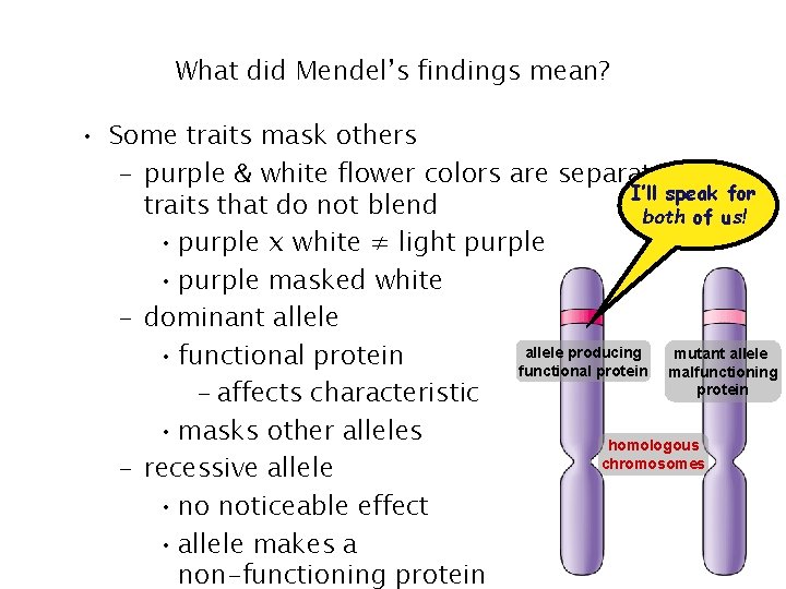 What did Mendel’s findings mean? • Some traits mask others – purple & white What did Mendel’s findings mean? • Some traits mask others – purple & white