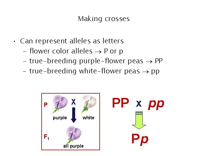 Making crosses • Can represent alleles as letters – flower color alleles P or Making crosses • Can represent alleles as letters – flower color alleles P or