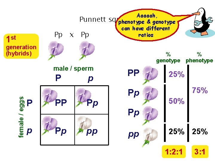 Punnett Pp x Pp 1 st Aaaaah, squares phenotype & genotype can have different Punnett Pp x Pp 1 st Aaaaah, squares phenotype & genotype can have different