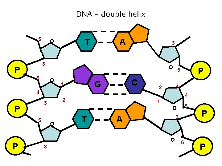 DNA - double helix 5 T O A 3 P 5 O C G DNA - double helix 5 T O A 3 P 5 O C G