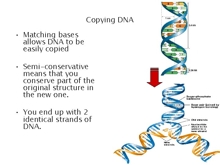 Copying DNA • Matching bases allows DNA to be easily copied • Semi-conservative means Copying DNA • Matching bases allows DNA to be easily copied • Semi-conservative means