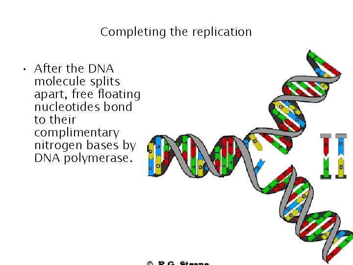 Completing the replication • After the DNA molecule splits apart, free floating nucleotides bond Completing the replication • After the DNA molecule splits apart, free floating nucleotides bond