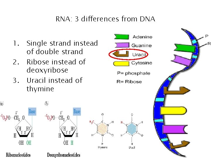 RNA: 3 differences from DNA 1. 2. 3. Single strand instead of double strand RNA: 3 differences from DNA 1. 2. 3. Single strand instead of double strand