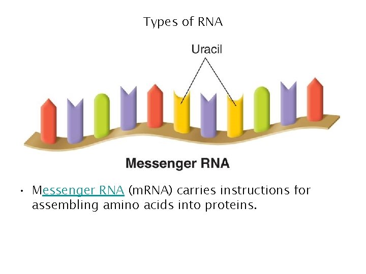 Types of RNA • Messenger RNA (m. RNA) carries instructions for assembling amino acids Types of RNA • Messenger RNA (m. RNA) carries instructions for assembling amino acids