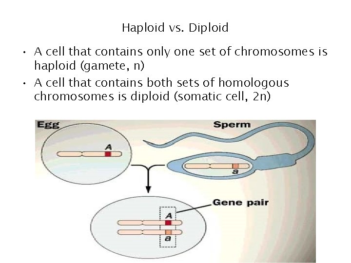 Haploid vs. Diploid • A cell that contains only one set of chromosomes is Haploid vs. Diploid • A cell that contains only one set of chromosomes is