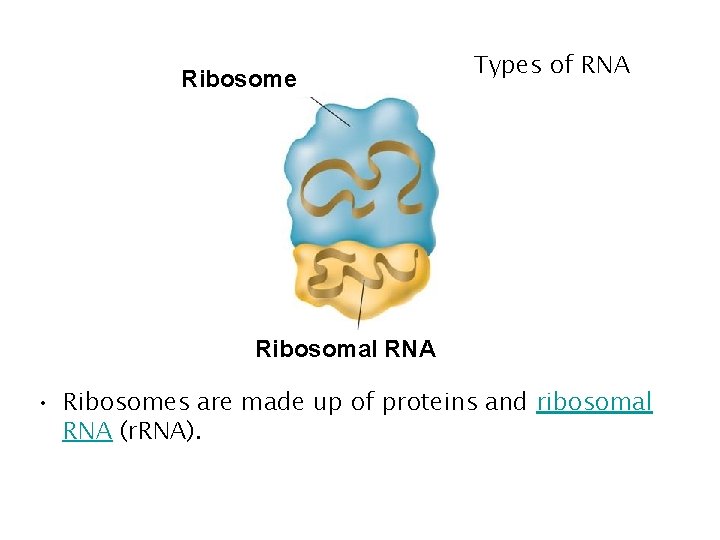 Ribosome Types of RNA Ribosomal RNA • Ribosomes are made up of proteins and Ribosome Types of RNA Ribosomal RNA • Ribosomes are made up of proteins and