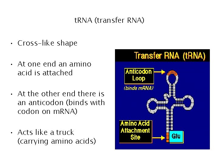 t. RNA (transfer RNA) • Cross-like shape • At one end an amino acid t. RNA (transfer RNA) • Cross-like shape • At one end an amino acid