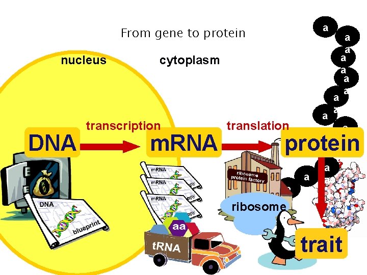 a a From gene to protein nucleus DNA cytoplasm transcription m. RNA a a a a From gene to protein nucleus DNA cytoplasm transcription m. RNA a a
