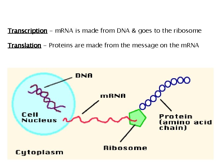 Transcription - m. RNA is made from DNA & goes to the ribosome Translation Transcription - m. RNA is made from DNA & goes to the ribosome Translation