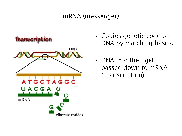m. RNA (messenger) • Copies genetic code of DNA by matching bases. • DNA m. RNA (messenger) • Copies genetic code of DNA by matching bases. • DNA