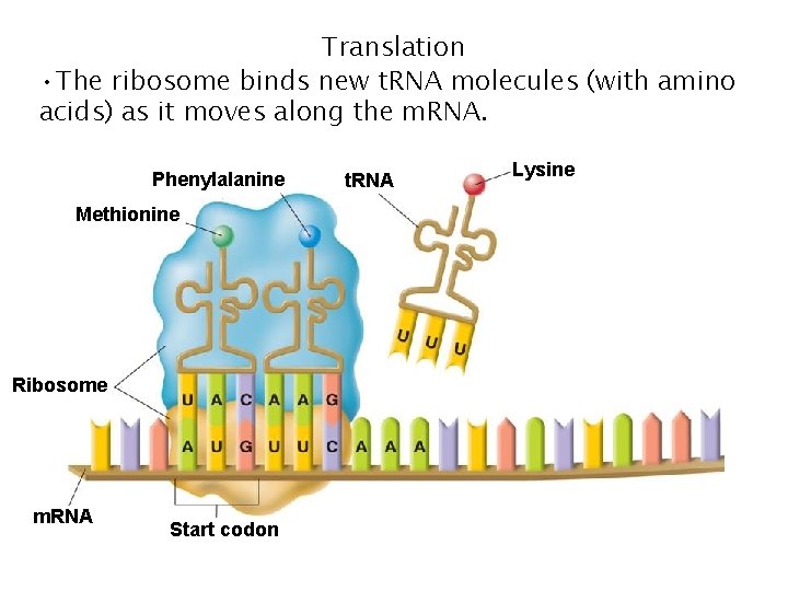 Translation • The ribosome binds new t. RNA molecules (with amino acids) as it Translation • The ribosome binds new t. RNA molecules (with amino acids) as it