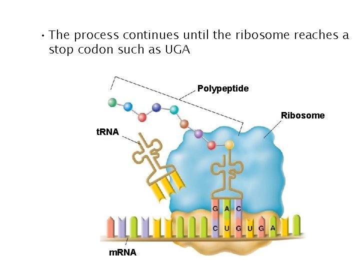 • The process continues until the ribosome reaches a stop codon such as • The process continues until the ribosome reaches a stop codon such as