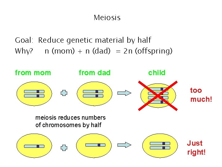 Meiosis Goal: Reduce genetic material by half Why? n (mom) + n (dad) = Meiosis Goal: Reduce genetic material by half Why? n (mom) + n (dad) =
