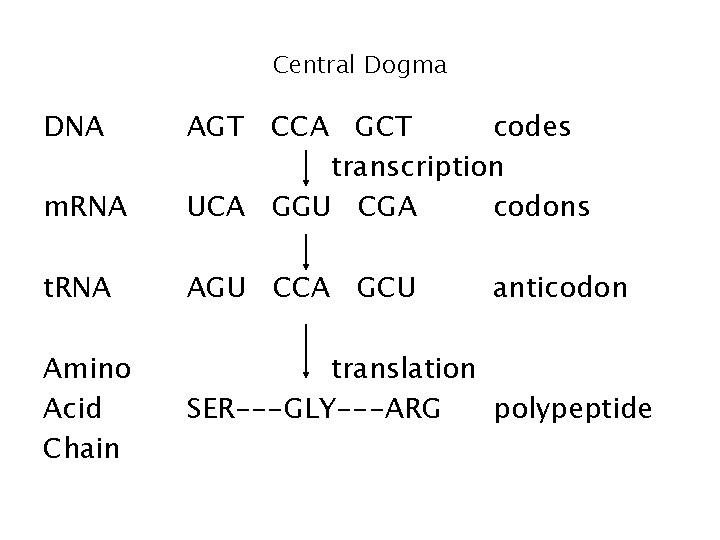 Central Dogma DNA m. RNA AGT CCA GCT codes transcription UCA GGU CGA codons Central Dogma DNA m. RNA AGT CCA GCT codes transcription UCA GGU CGA codons