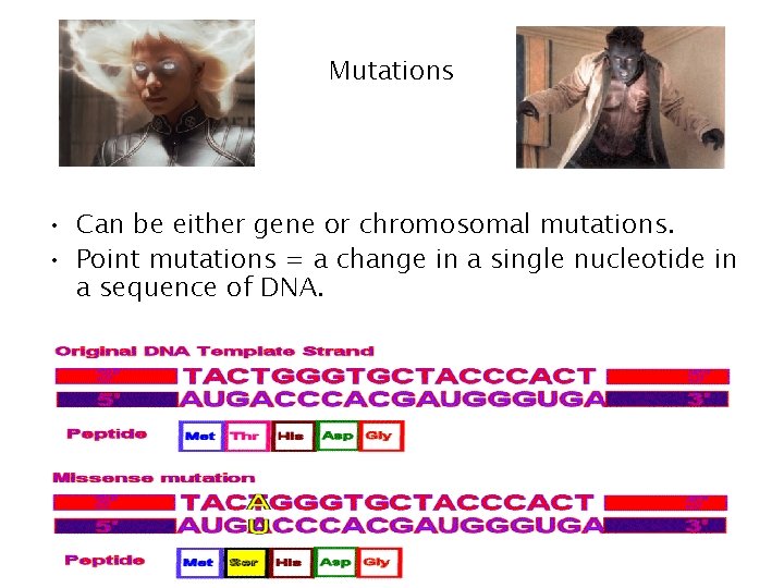 Mutations • Can be either gene or chromosomal mutations. • Point mutations = a Mutations • Can be either gene or chromosomal mutations. • Point mutations = a