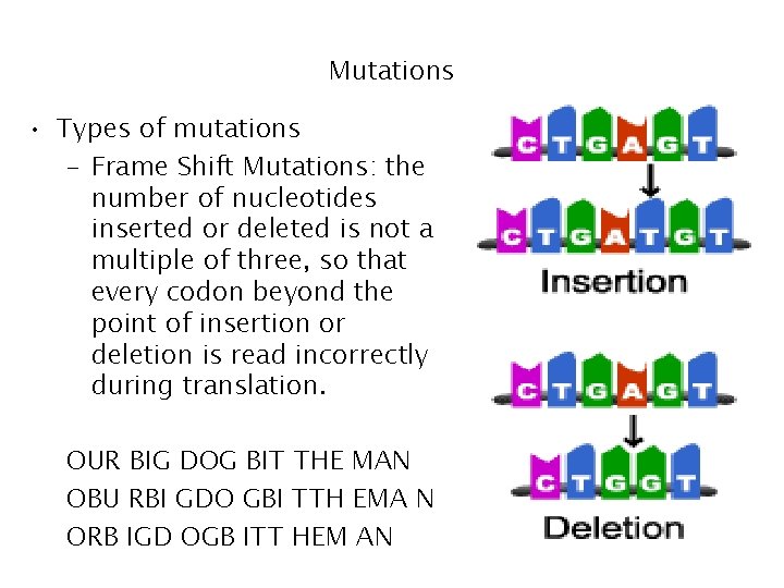 Mutations • Types of mutations – Frame Shift Mutations: the number of nucleotides inserted Mutations • Types of mutations – Frame Shift Mutations: the number of nucleotides inserted