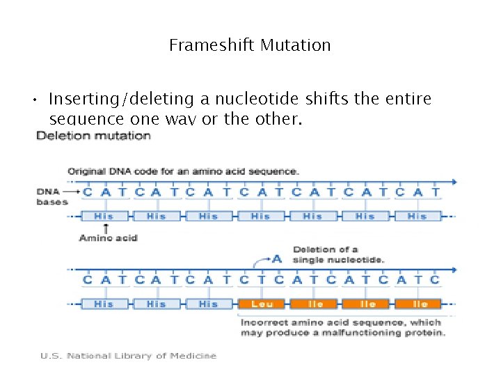 Frameshift Mutation • Inserting/deleting a nucleotide shifts the entire sequence one way or the Frameshift Mutation • Inserting/deleting a nucleotide shifts the entire sequence one way or the