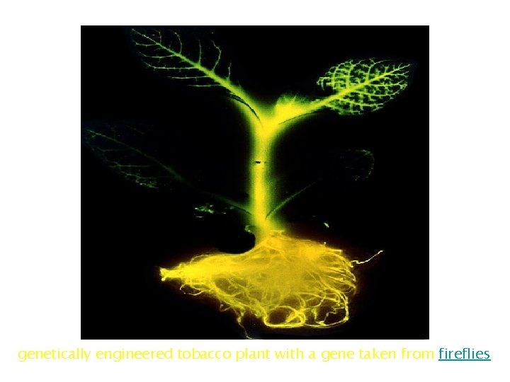 genetically engineered tobacco plant with a gene taken from fireflies genetically engineered tobacco plant with a gene taken from fireflies