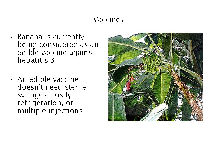 Vaccines • Banana is currently being considered as an edible vaccine against hepatitis B Vaccines • Banana is currently being considered as an edible vaccine against hepatitis B