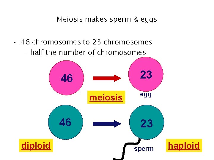 Meiosis makes sperm & eggs • 46 chromosomes to 23 chromosomes – half the Meiosis makes sperm & eggs • 46 chromosomes to 23 chromosomes – half the