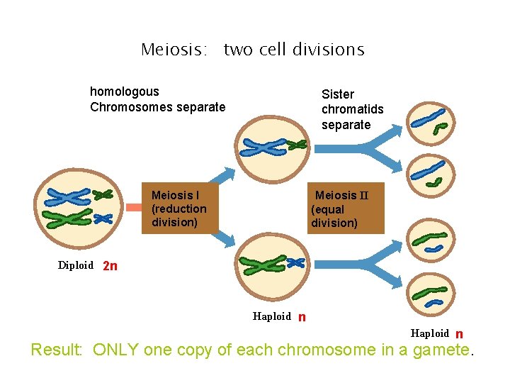 Meiosis: two cell divisions homologous Chromosomes separate Sister chromatids separate Meiosis I (reduction division) Meiosis: two cell divisions homologous Chromosomes separate Sister chromatids separate Meiosis I (reduction division)