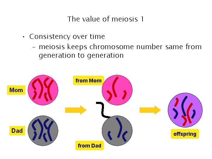 The value of meiosis 1 • Consistency over time – meiosis keeps chromosome number The value of meiosis 1 • Consistency over time – meiosis keeps chromosome number