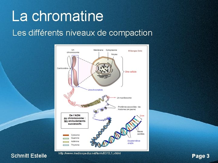 La chromatine Les différents niveaux de compaction Schmitt Estelle Free Powerpoint Templates http: //www.