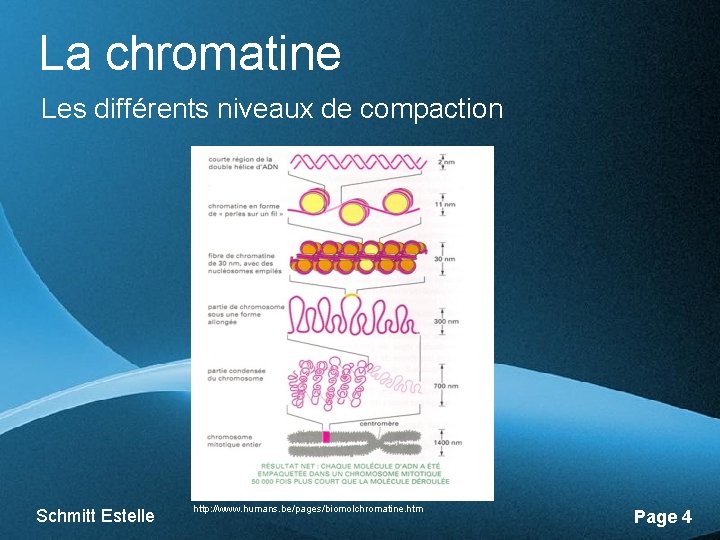 La chromatine Les différents niveaux de compaction Schmitt Estelle Free Powerpoint Templates http: //www.