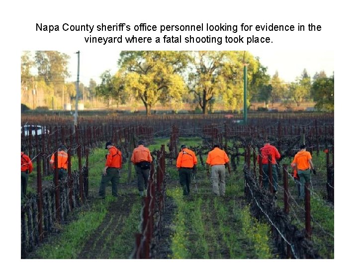 Napa County sheriff’s office personnel looking for evidence in the vineyard where a fatal