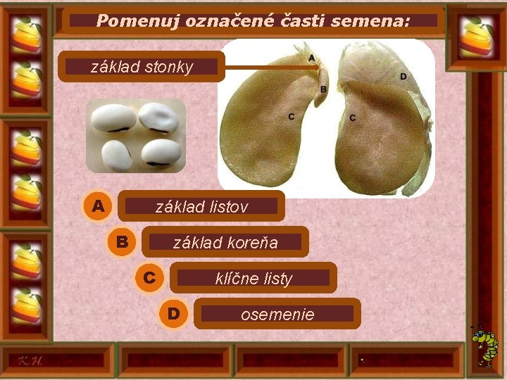 Pomenuj označené časti semena: základ stonky A základ listov B základ koreňa C klíčne