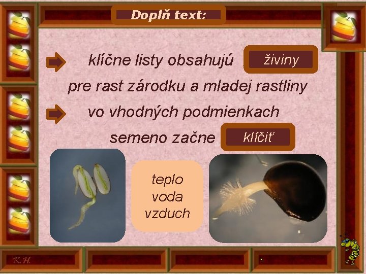 Doplň text: živiny klíčne listy obsahujú. . . pre rast zárodku a mladej rastliny