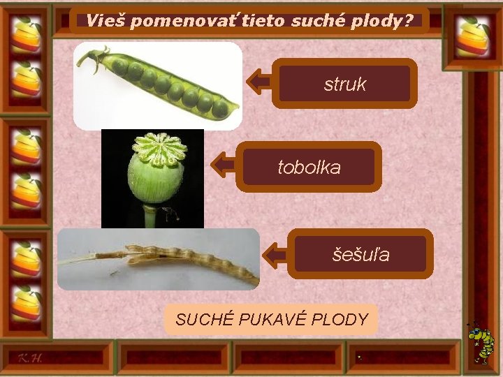 Vieš pomenovať tieto suché plody? struk tobolka šešuľa SUCHÉ PUKAVÉ PLODY 