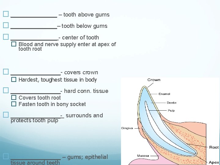 � _______ – tooth above gums � _______– tooth below gums � _______ -