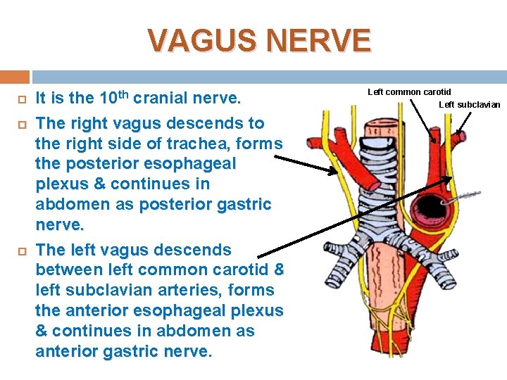 VAGUS NERVE It is the 10 th cranial nerve. The right vagus descends to