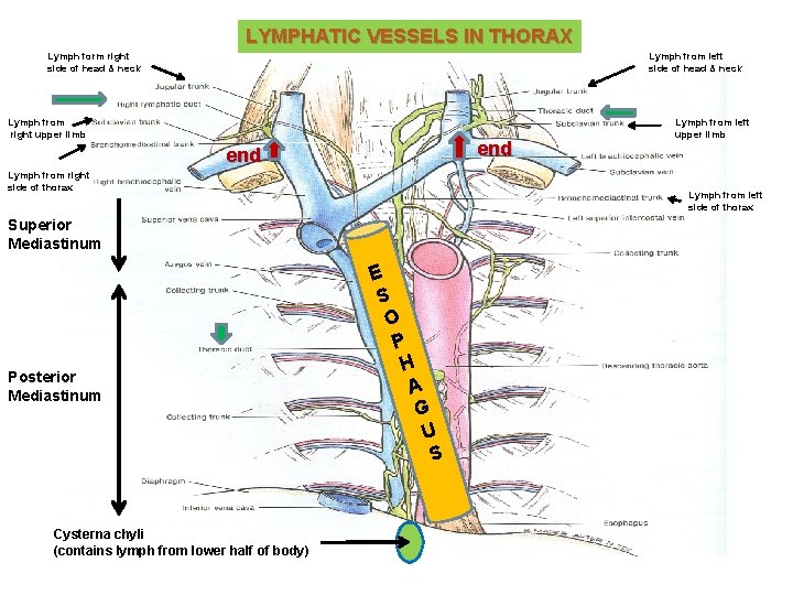 LYMPHATIC VESSELS IN THORAX Lymph form right side of head & neck Lymph from