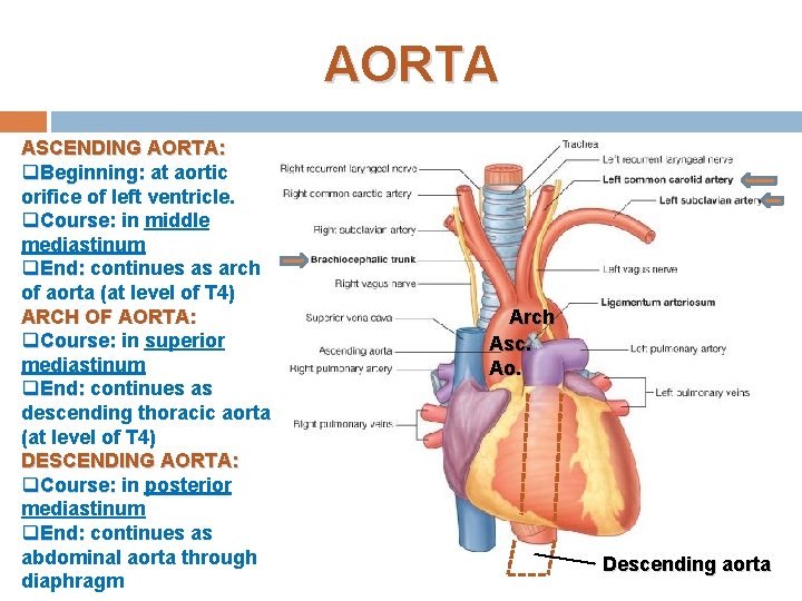AORTA ASCENDING AORTA: q. Beginning: at aortic orifice of left ventricle. q. Course: in