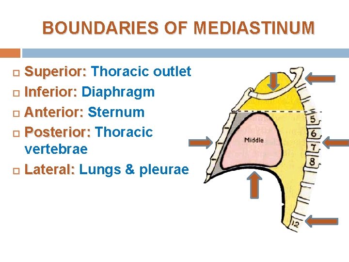 BOUNDARIES OF MEDIASTINUM Superior: Thoracic outlet Inferior: Diaphragm Anterior: Sternum Posterior: Thoracic vertebrae Lateral: