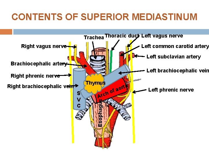 CONTENTS OF SUPERIOR MEDIASTINUM Trachea Thoracic duct Left vagus nerve Right vagus nerve Left