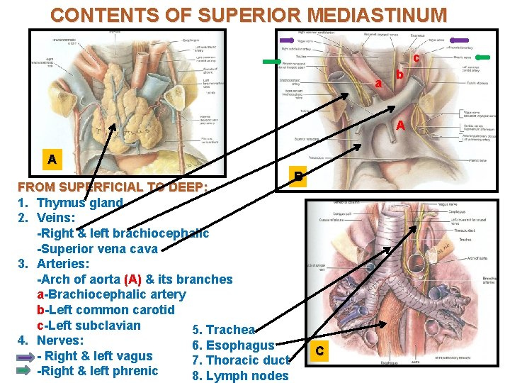 CONTENTS OF SUPERIOR MEDIASTINUM c a b A A FROM SUPERFICIAL TO DEEP: 1.