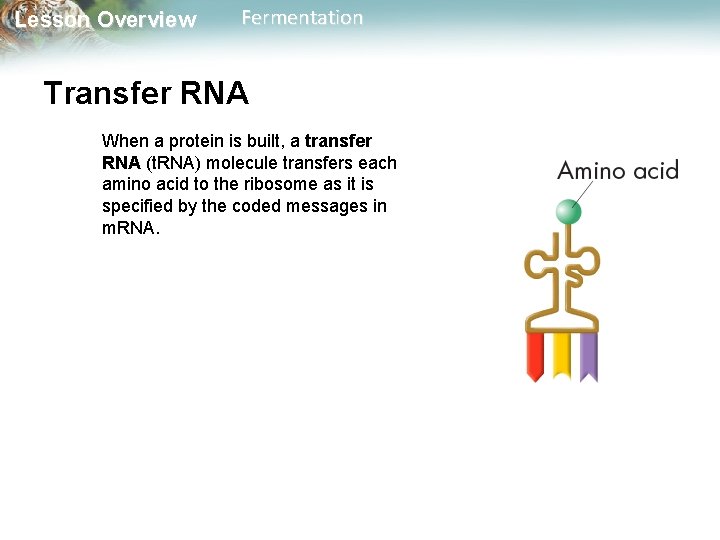 Lesson Overview Fermentation Transfer RNA When a protein is built, a transfer RNA (t.