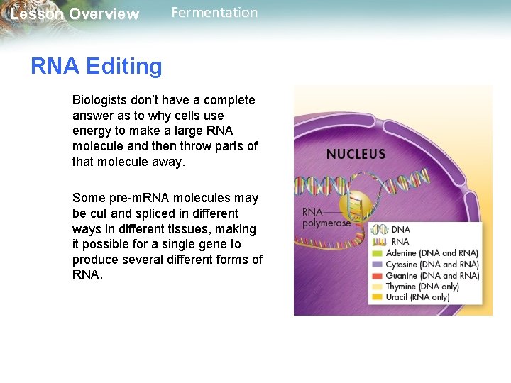 Lesson Overview Fermentation RNA Editing Biologists don’t have a complete answer as to why