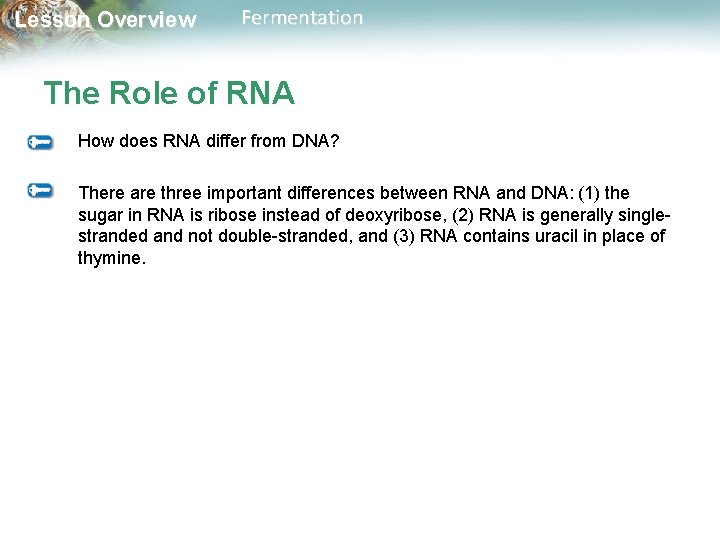 Lesson Overview Fermentation The Role of RNA How does RNA differ from DNA? There