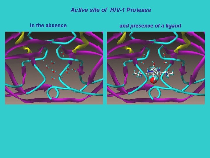 Active site of HIV-1 Protease in the absence and presence of a ligand 