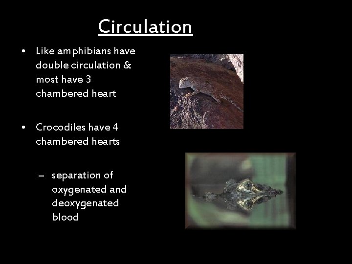 Circulation • Like amphibians have double circulation & most have 3 chambered heart •