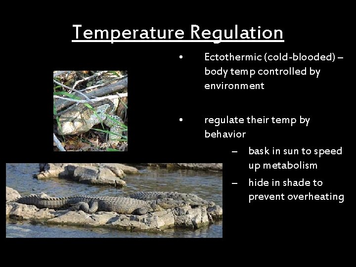 Temperature Regulation • Ectothermic (cold-blooded) – body temp controlled by environment • regulate their