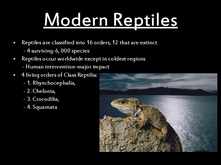 Modern Reptiles • Reptiles are classified into 16 orders, 12 that are extinct. -
