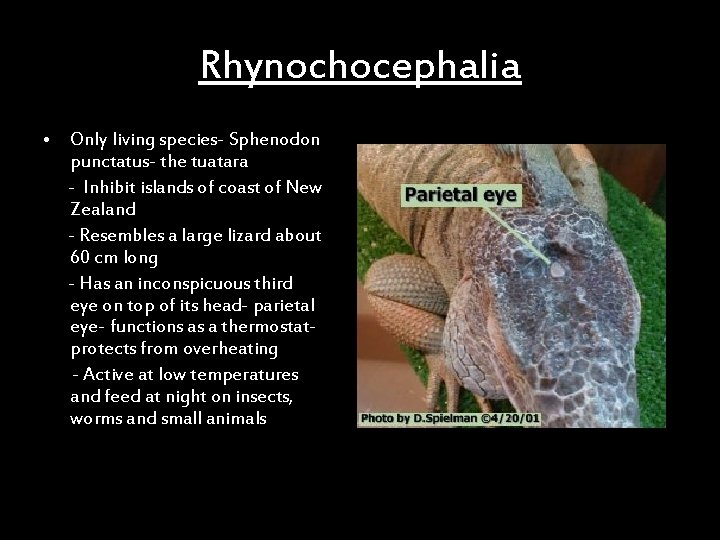 Rhynochocephalia • Only living species- Sphenodon punctatus- the tuatara - Inhibit islands of coast